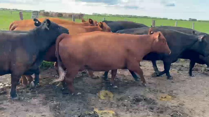 25 Vacas preñadas