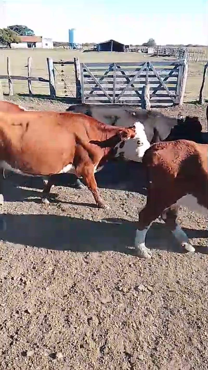35 Vacas de invernada