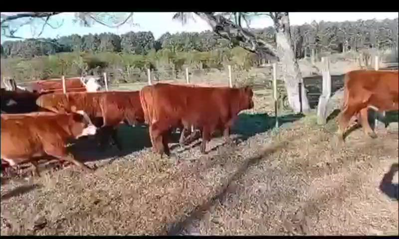 60 Terneros