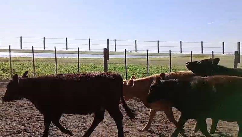 50 Novillitos y Vaquillonas