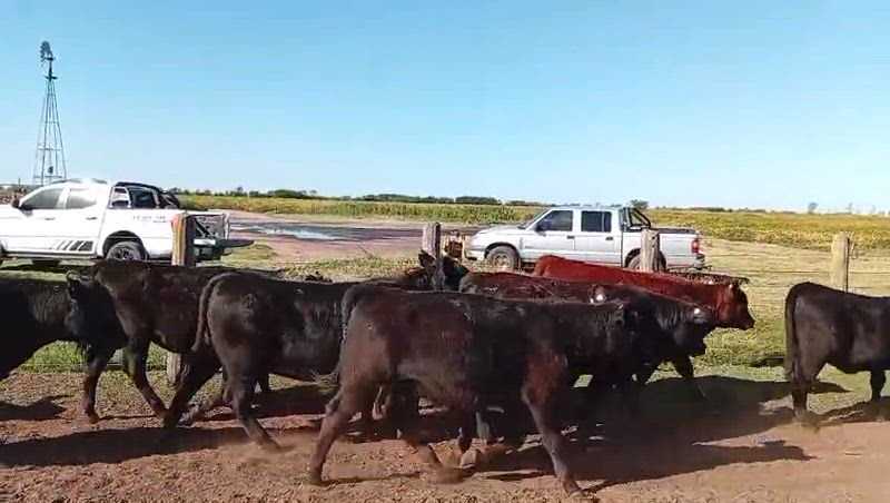 65 Terneros y Terneras