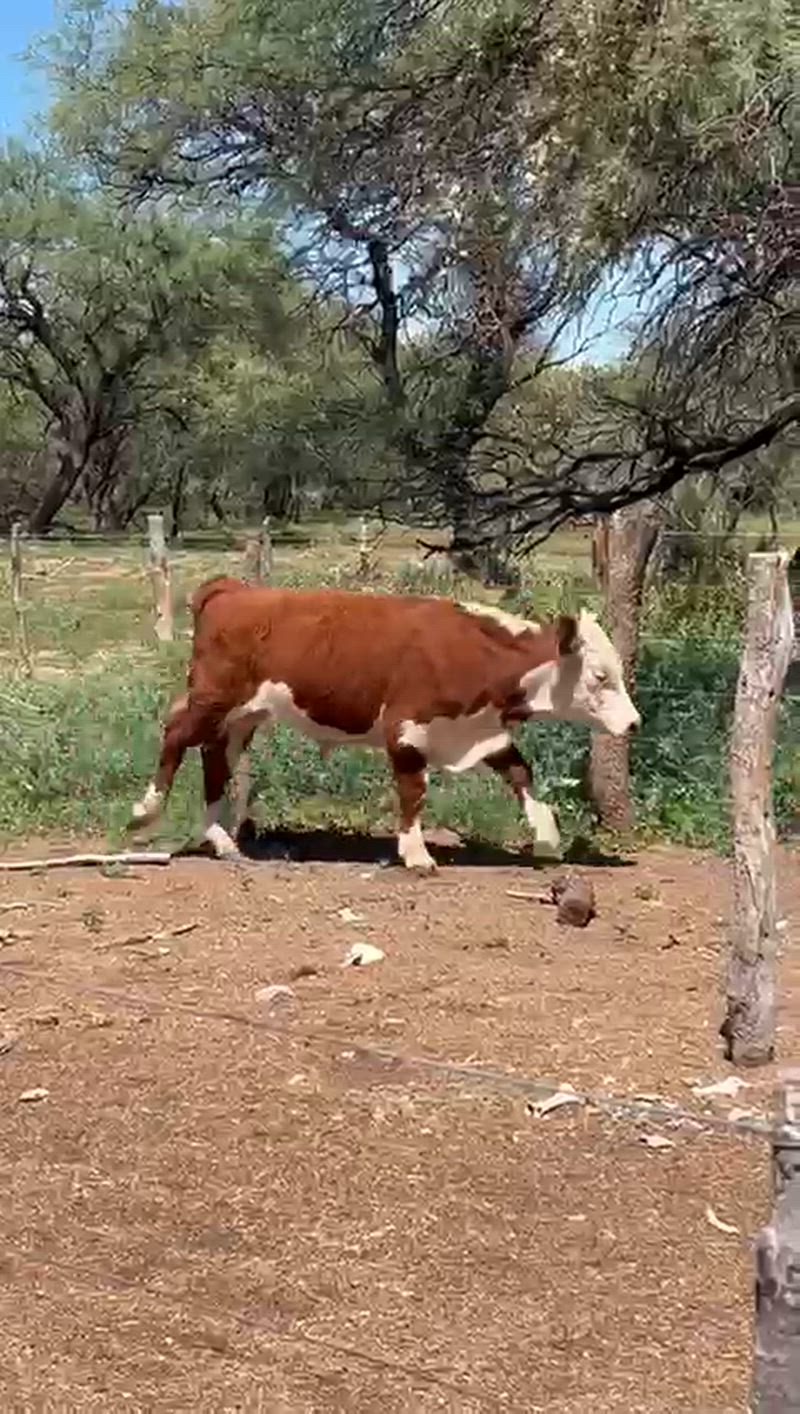 75 Terneros y Terneras