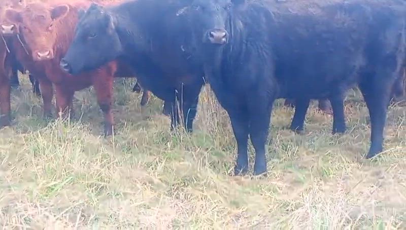 45 Vacas de invernada