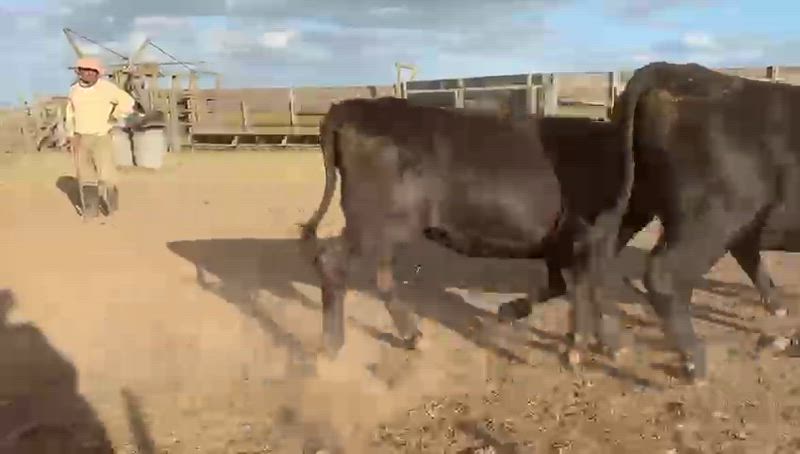 35 Vaquillonas Preñadas