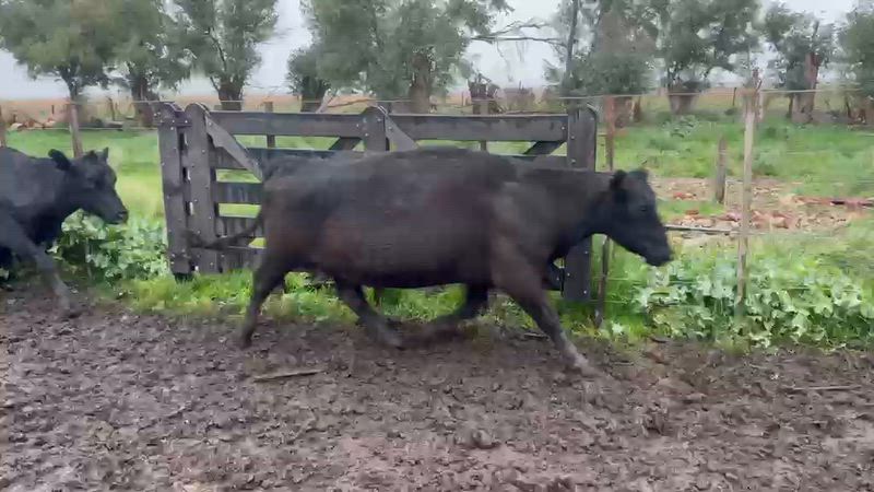50 Vacas de invernada