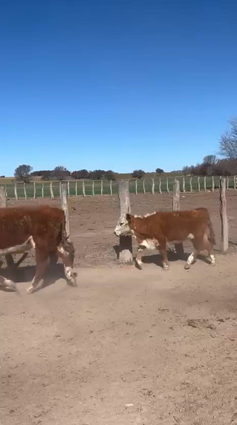 55 Terneros y Terneras