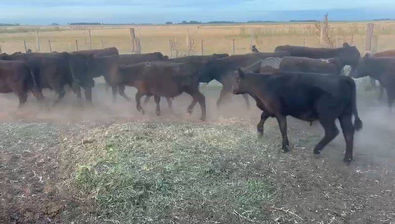 150 Terneros y Terneras