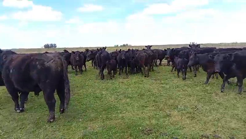 100 Vacas con cría