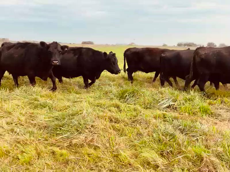 35 Vacas CUT Preñadas