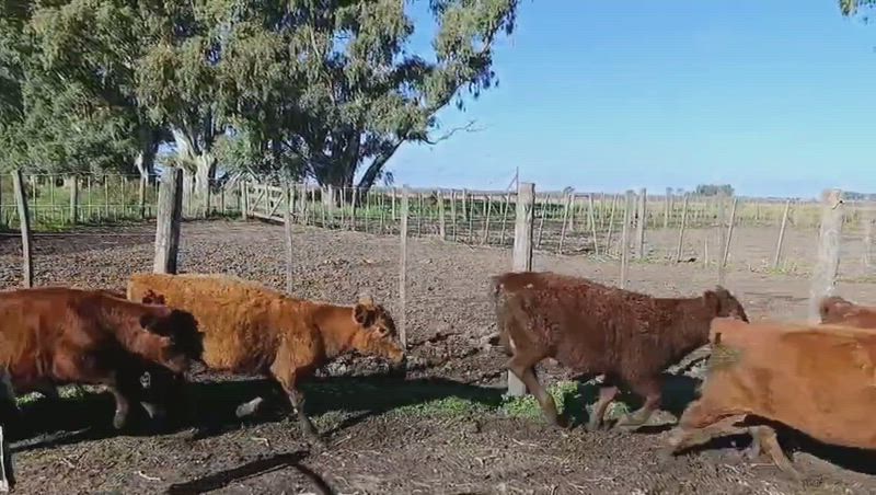 40 Terneros y Terneras