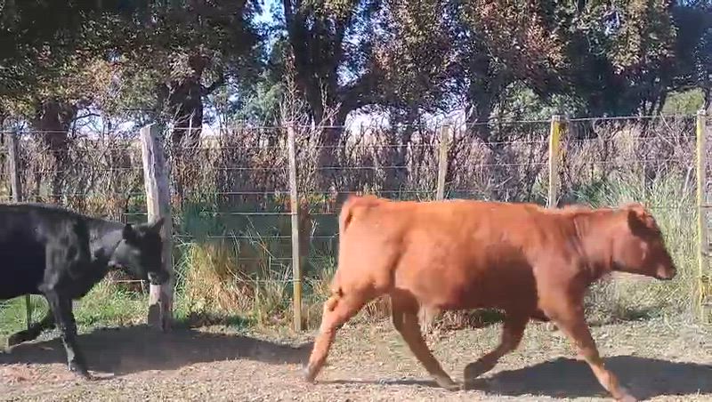 55 Terneros y Terneras