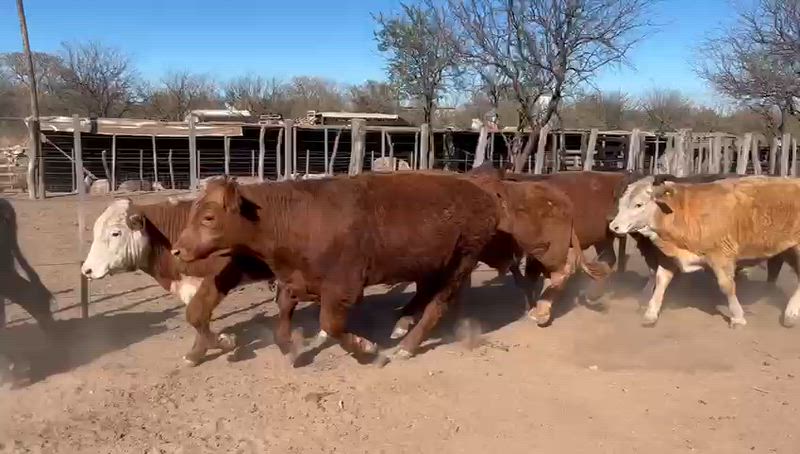 65 Terneros