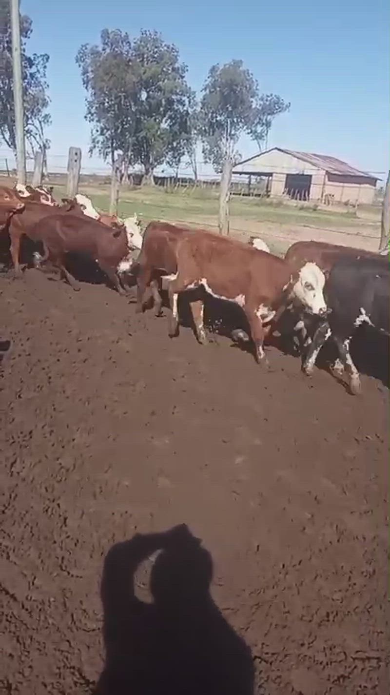 400 Terneras