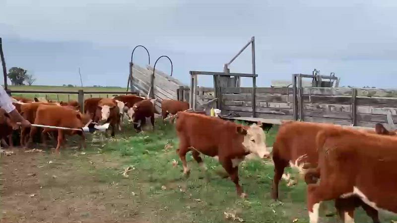 80 Terneros y Terneras