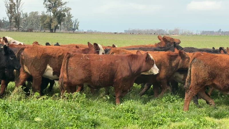 55 Novillitos y Vaquillonas