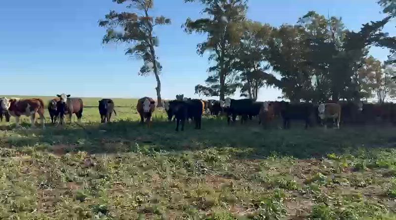 65 Terneras