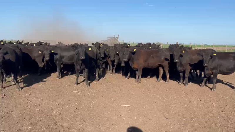 160 Vaquillonas Preñadas