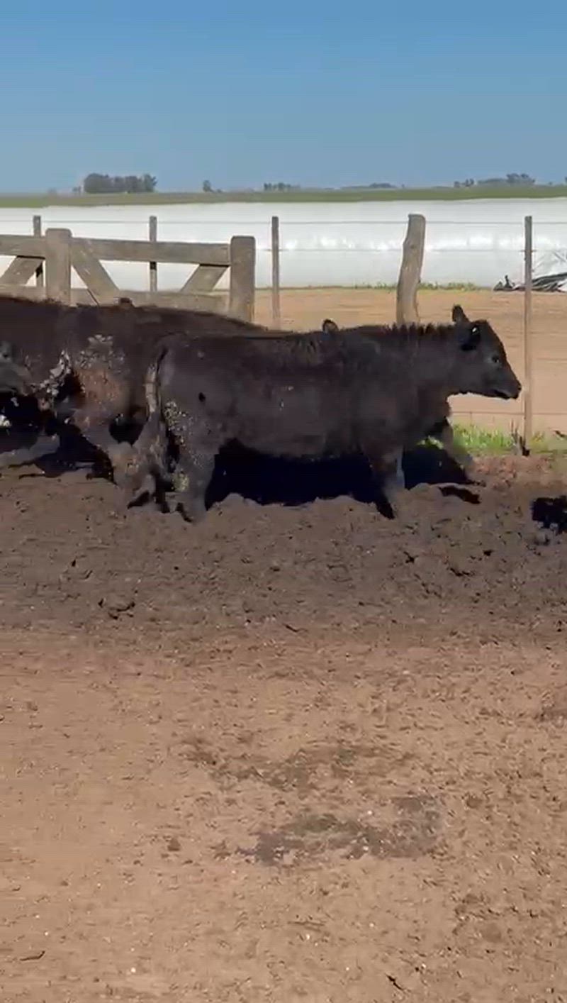 200 Vaquillonas para madre