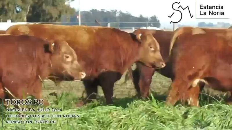 15 Toros