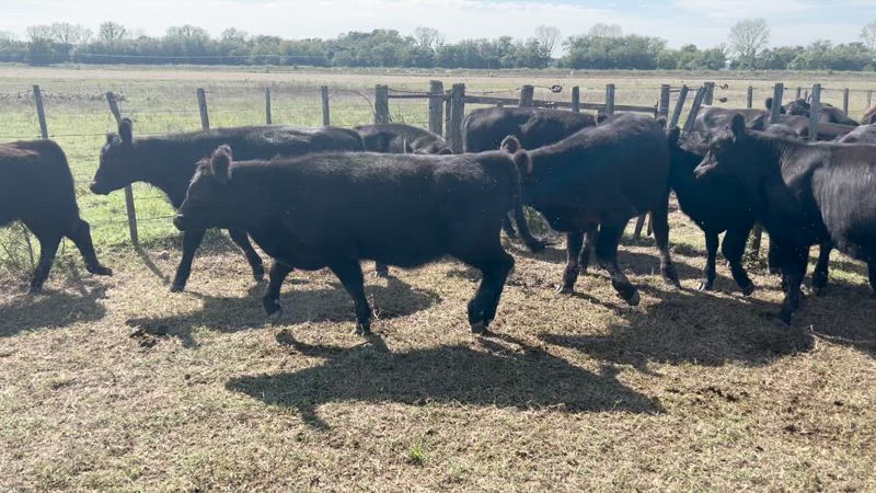 60 Terneros y Terneras Aberdeen Angus Negro de 200kg