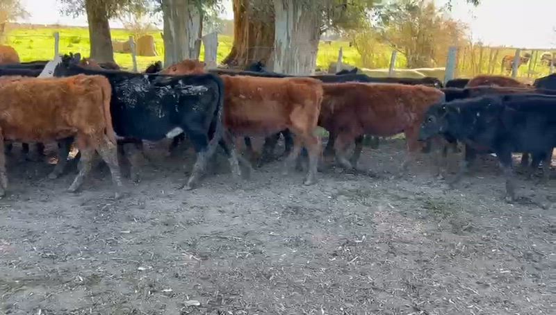 65 Terneras