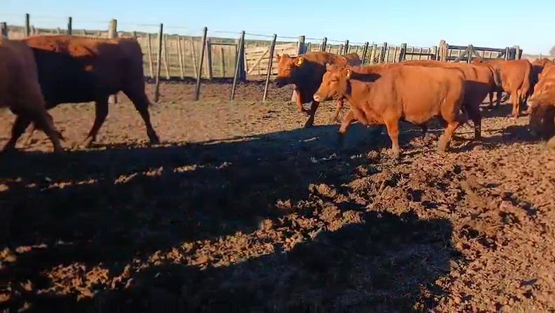 45 Vaquillonas Preñadas