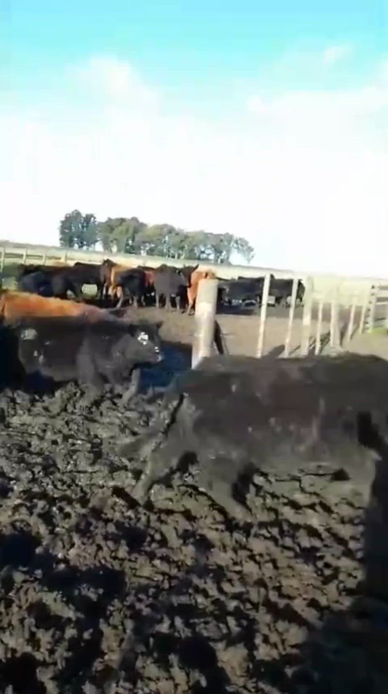 70 Terneros y Terneras