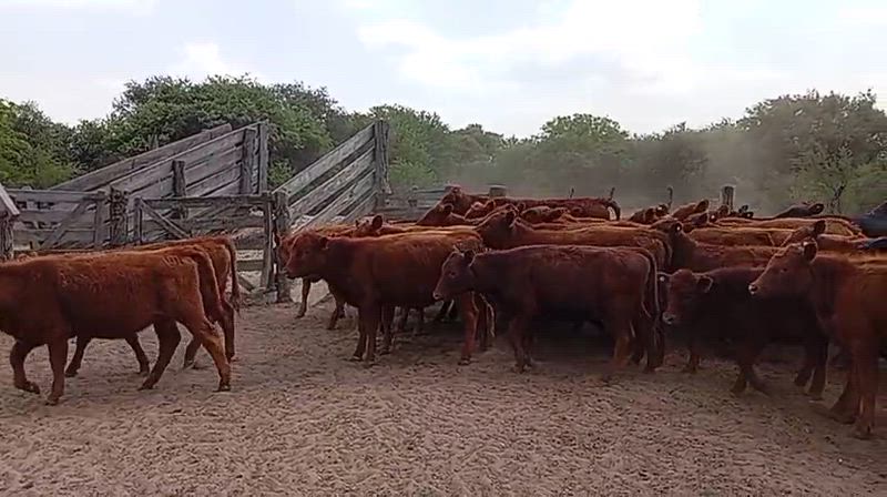 75 Terneros y Terneras