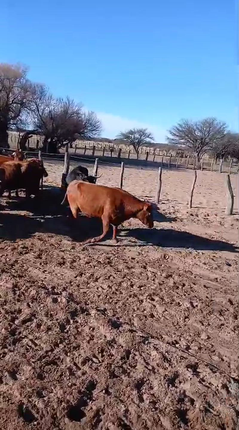 120 Vacas preñadas