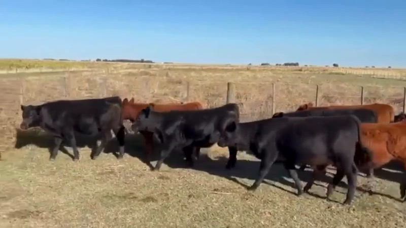 70 Terneros y Terneras