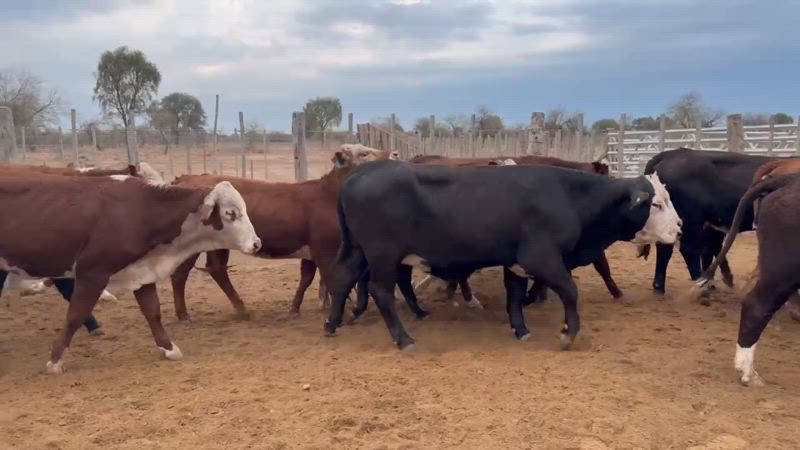 95 Vaquillonas para madre