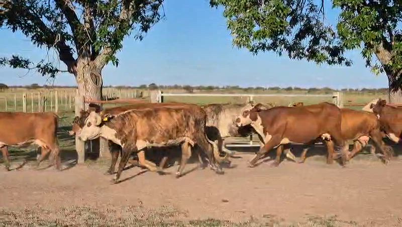 50 Vacas de invernada