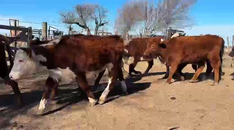 45 Novillitos y Vaquillonas