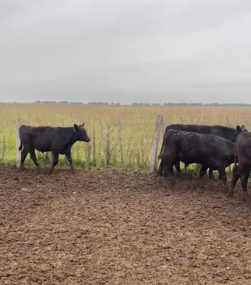 60 Terneros y Terneras