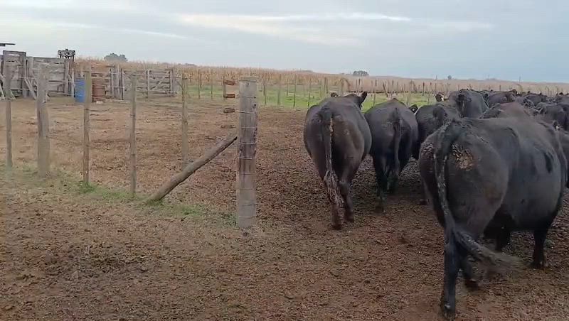 90 Vacas preñadas