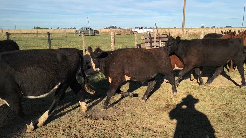 75 Terneros y Terneras