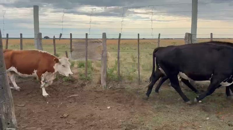 80 Vacas de invernada