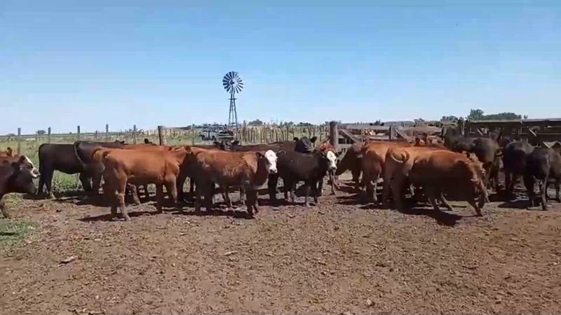 40 Terneros y Terneras