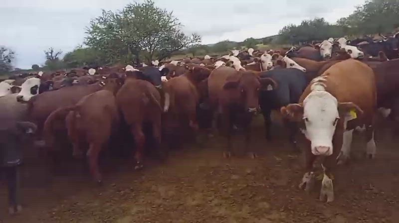 260 Novillitos y Vaquillonas