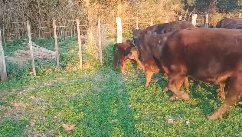 20 Vacas con cría