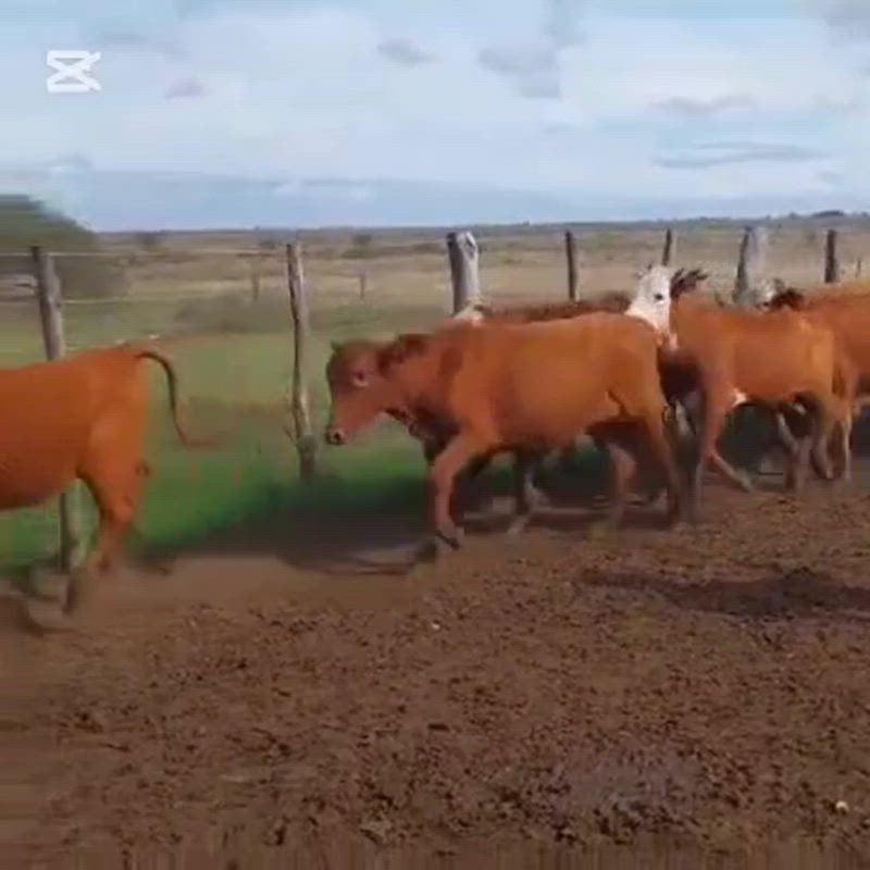 190 Terneras