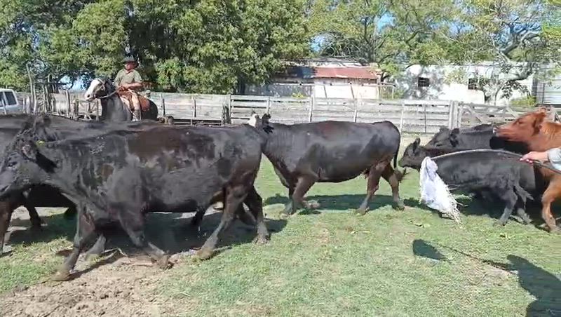 45 Vacas preñadas