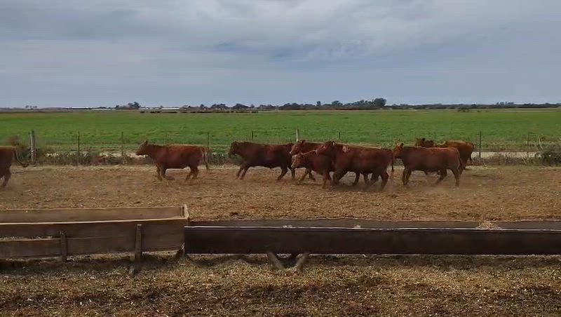 70 Novillitos