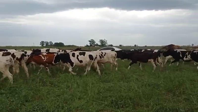 45 Vaquillonas para madre