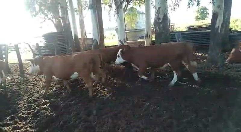 50 Novillitos y Vaquillonas