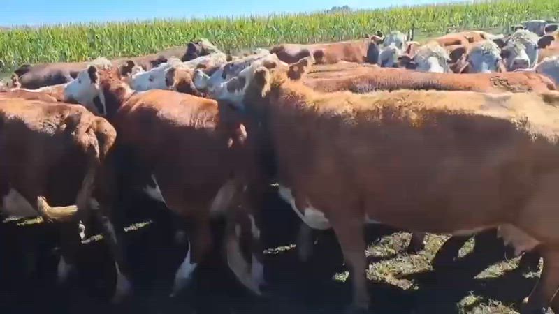 40 Vacas preñadas
