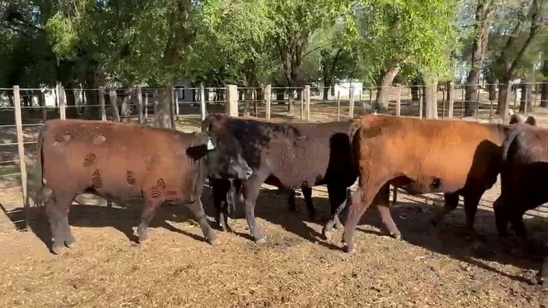 35 Vaquillonas para madre