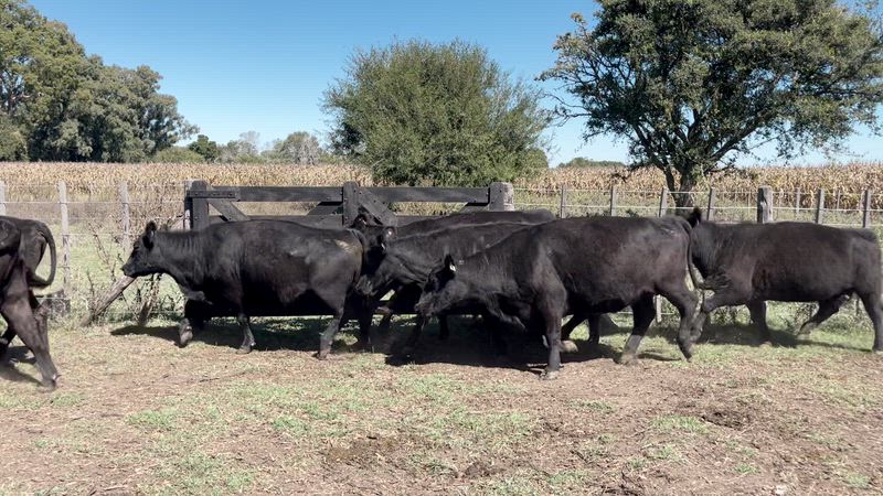 60 Vacas CUT Preñadas