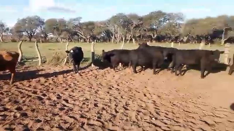 40 Vacas CUT Preñadas