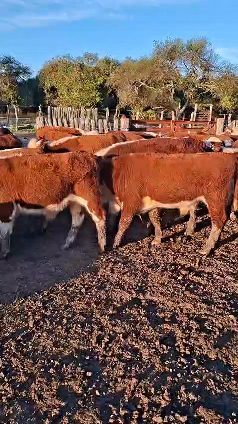 70 Terneros